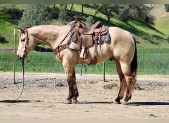 American Quarter Horse, Gelding, 6 years, 15,1 hh, Buckskin