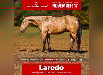 American Quarter Horse, Gelding, 6 years, 15,1 hh, Buckskin