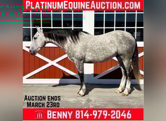 American Quarter Horse, Gelding, 6 years, 15,1 hh, Grey-Dapple
