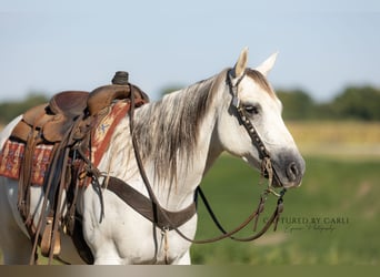 American Quarter Horse, Gelding, 6 years, 15,1 hh, Grey