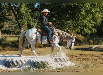 American Quarter Horse, Gelding, 6 years, 15,1 hh, Grey