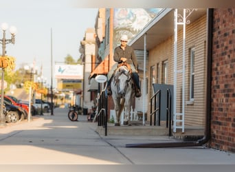 American Quarter Horse, Gelding, 6 years, 15,1 hh, Grey