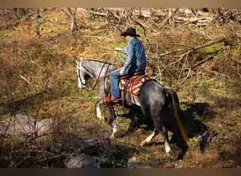 American Quarter Horse, Gelding, 6 years, 15,1 hh, Grey