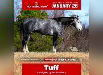 American Quarter Horse, Gelding, 6 years, 15,1 hh, Grey