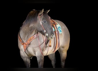 American Quarter Horse, Gelding, 6 years, 15,1 hh, Grullo