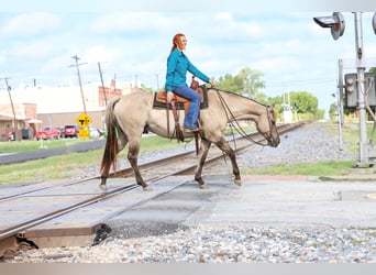 American Quarter Horse, Gelding, 6 years, 15,1 hh, Grullo
