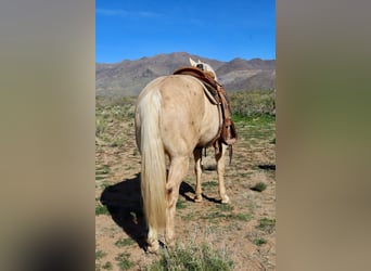 American Quarter Horse, Gelding, 6 years, 15,1 hh, Palomino