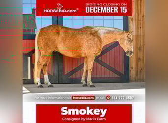 American Quarter Horse, Gelding, 6 years, 15,1 hh, Palomino