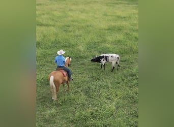 American Quarter Horse, Gelding, 6 years, 15,1 hh, Palomino