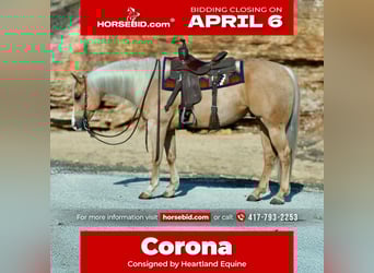 American Quarter Horse, Gelding, 6 years, 15,1 hh, Palomino