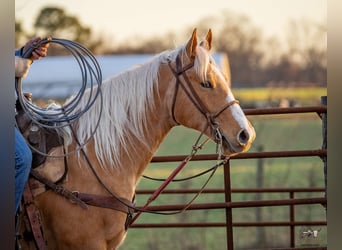 American Quarter Horse, Gelding, 6 years, 15,1 hh, Palomino