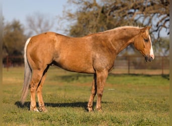 American Quarter Horse, Gelding, 6 years, 15,1 hh, Palomino