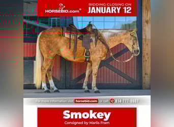 American Quarter Horse, Gelding, 6 years, 15,1 hh, Palomino