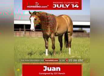 American Quarter Horse, Gelding, 6 years, 15,1 hh