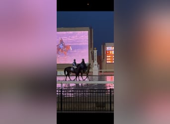 American Quarter Horse, Gelding, 6 years, 15,1 hh