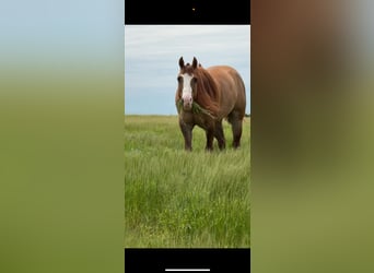 American Quarter Horse, Gelding, 6 years, 15,1 hh