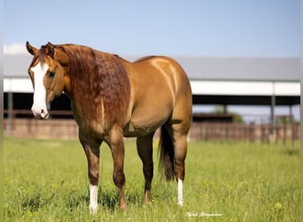 American Quarter Horse, Gelding, 6 years, 15,1 hh