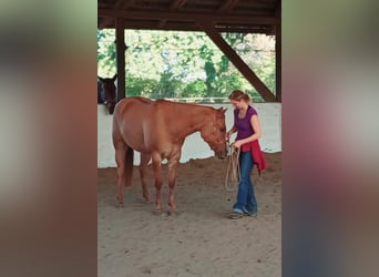 American Quarter Horse, Gelding, 6 years, 15,1 hh, Red Dun
