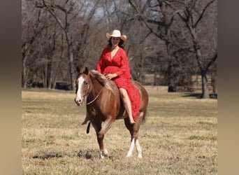 American Quarter Horse, Gelding, 6 years, 15,1 hh, Roan-Red