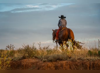 American Quarter Horse, Gelding, 6 years, 15,1 hh, Sorrel