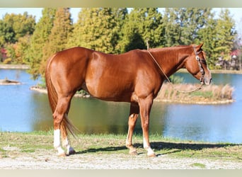 American Quarter Horse, Gelding, 6 years, 15,1 hh, Sorrel