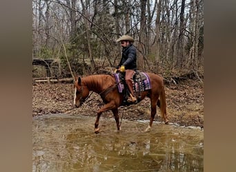 American Quarter Horse, Gelding, 6 years, 15,1 hh, Sorrel