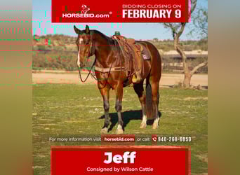 American Quarter Horse, Gelding, 6 years, 15,2 hh, Bay