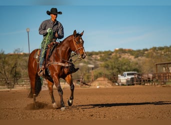 American Quarter Horse, Gelding, 6 years, 15,2 hh, Bay