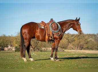 American Quarter Horse, Gelding, 6 years, 15,2 hh, Bay