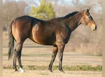 American Quarter Horse Mix, Gelding, 6 years, 15,2 hh, Bay