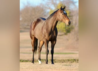 American Quarter Horse Mix, Gelding, 6 years, 15,2 hh, Bay