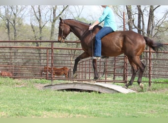American Quarter Horse Mix, Gelding, 6 years, 15,2 hh, Bay