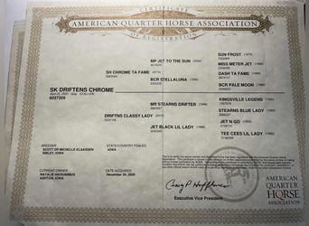 American Quarter Horse, Gelding, 6 years, 15,2 hh, Grey-Dark-Tan