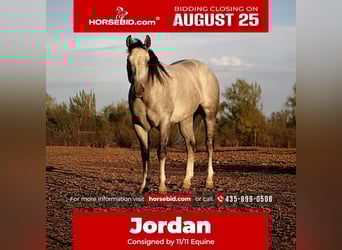 American Quarter Horse, Gelding, 6 years, 15,2 hh, Grey
