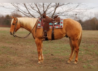American Quarter Horse, Gelding, 6 years, 15,2 hh, Palomino