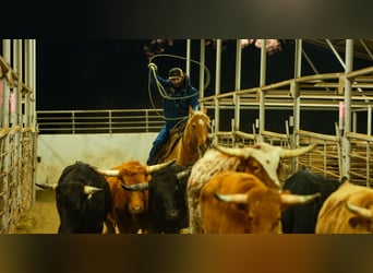 American Quarter Horse, Gelding, 6 years, 15,2 hh, Palomino