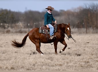American Quarter Horse, Gelding, 6 years, 15,2 hh, Roan-Bay