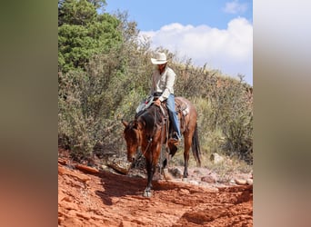 American Quarter Horse, Gelding, 6 years, 15,2 hh, Roan-Bay