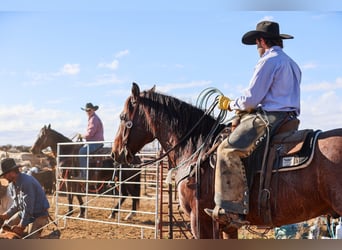 American Quarter Horse, Gelding, 6 years, 15,2 hh, Roan-Bay