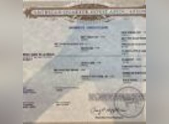 American Quarter Horse, Gelding, 6 years, 15,2 hh, Roan-Bay