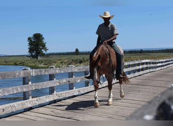 American Quarter Horse, Gelding, 6 years, 15,2 hh, Roan-Red