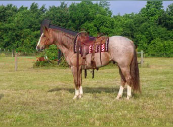 American Quarter Horse, Gelding, 6 years, 15,2 hh, Roan-Red