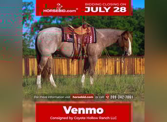 American Quarter Horse, Gelding, 6 years, 15,2 hh, Roan-Red