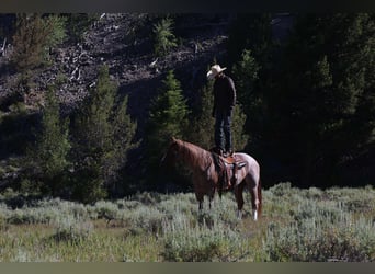 American Quarter Horse, Gelding, 6 years, 15,2 hh, Roan-Red