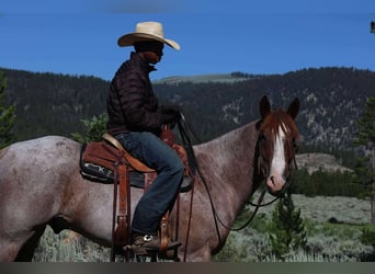 American Quarter Horse, Gelding, 6 years, 15,2 hh, Roan-Red
