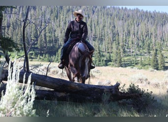 American Quarter Horse, Gelding, 6 years, 15,2 hh, Roan-Red
