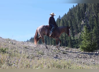 American Quarter Horse, Gelding, 6 years, 15,2 hh, Roan-Red