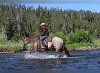 American Quarter Horse, Gelding, 6 years, 15,2 hh, Roan-Red