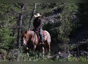 American Quarter Horse, Gelding, 6 years, 15,2 hh, Roan-Red