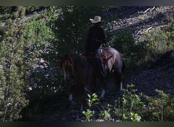 American Quarter Horse, Gelding, 6 years, 15,2 hh, Roan-Red